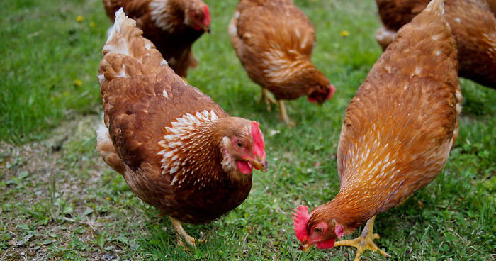 tumblr-users-tell-vegans-that-there’s-an-ethical-way-to-eat-eggs-and-honey