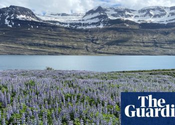 how-an-invasion-of-purple-flowers-made-iceland-an-instagram-paradise-–-the-guardian
