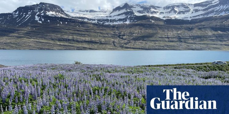 how-an-invasion-of-purple-flowers-made-iceland-an-instagram-paradise-–-the-guardian
