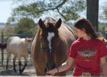 go-to-class-horse-handling-and-safety-v3-lowered-music-–-vimeo