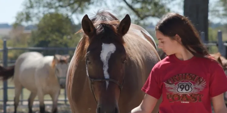 go-to-class-horse-handling-and-safety-v3-lowered-music-–-vimeo