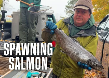 spawning-salmon-[stuck-in-vermont-756]-–-vimeo