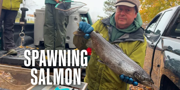 spawning-salmon-[stuck-in-vermont-756]-–-vimeo