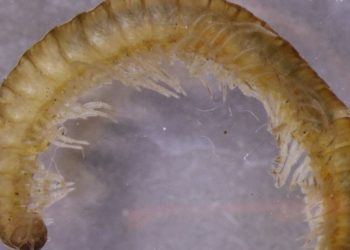 four-new-millipede-species-discovered-in-the-great-smoky-mountains-national-park-–-wlos