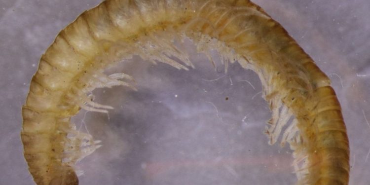 four-new-millipede-species-discovered-in-the-great-smoky-mountains-national-park-–-wlos