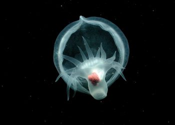6-otherworldly-deep-sea-images-from-2025-–-scientific-american