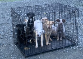 police:-crate-of-puppies-found-abandoned-near-westside-road-in-healdsburg