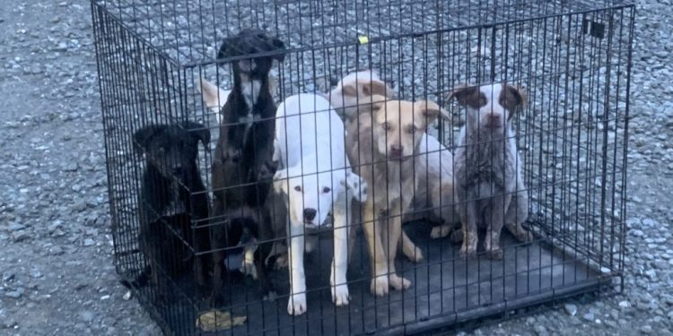 police:-crate-of-puppies-found-abandoned-near-westside-road-in-healdsburg