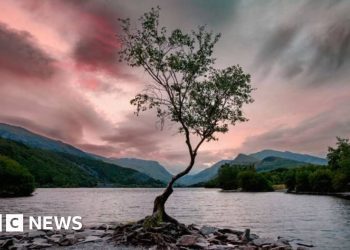instagram-star-eryri’s-lonely-tree-could-disappear-in-next-decade-–-bbc