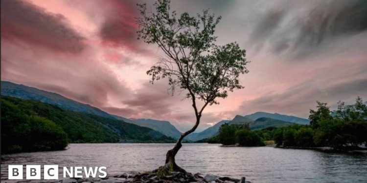 instagram-star-eryri’s-lonely-tree-could-disappear-in-next-decade-–-bbc