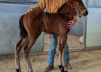 first-reported-foal-a-filly-for-brickyard-ride-–-bloodhorse