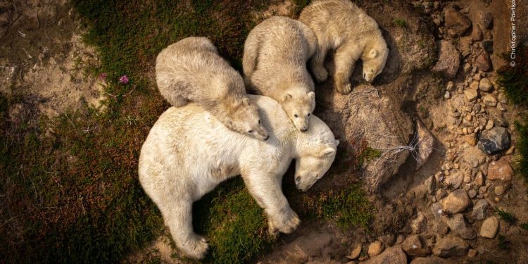bear-necessities!-the-very-best-that-wildlife-has-to-offer-–-firstpost