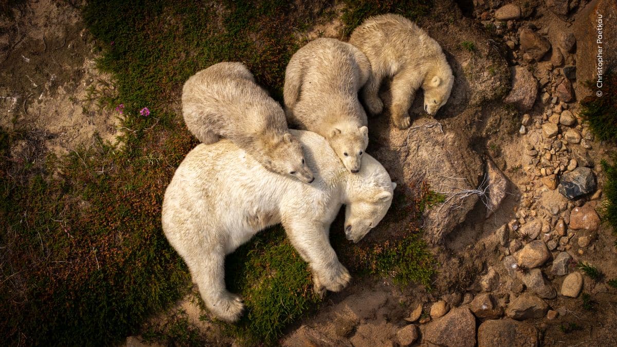 bear-necessities!-the-very-best-that-wildlife-has-to-offer-–-firstpost