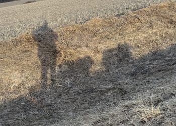 perspective:-facebook-and-a-walk-|-northern-public-radio:-wnij-and-wniu