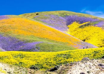 california-wildflowers-bloom-returns-early-after-winter-storms-–-edhat