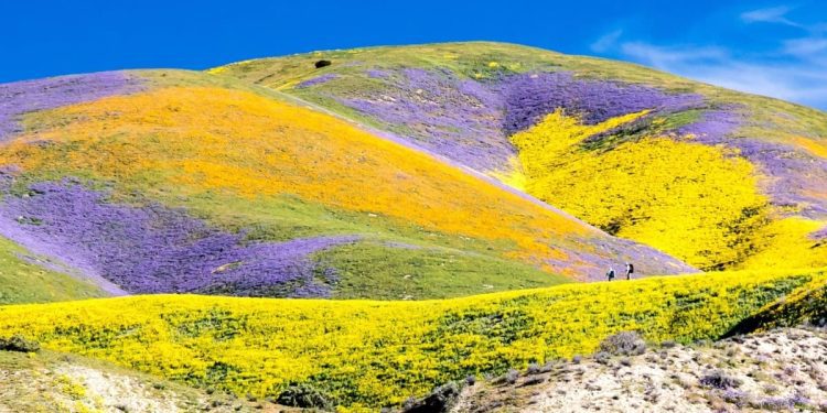 california-wildflowers-bloom-returns-early-after-winter-storms-–-edhat