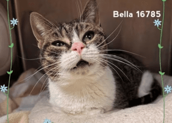 “my-name-is-bella.-are-you-here-to-adopt-me?”-–-cobb-courier