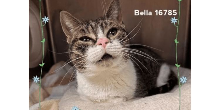 “my-name-is-bella.-are-you-here-to-adopt-me?”-–-cobb-courier