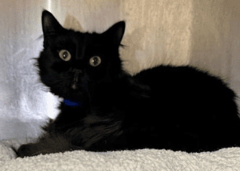 “my-name-is-merlin.-are-you-here-to-adopt-me?”-–-cobb-courier