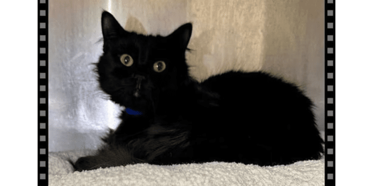 “my-name-is-merlin.-are-you-here-to-adopt-me?”-–-cobb-courier