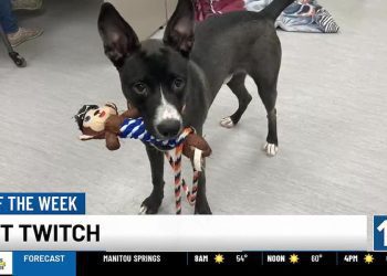 pet-of-the-week:-say-hello-to-twitch!-–-colorado-springs-–-kktv
