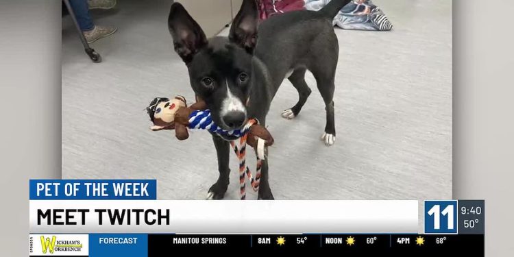 pet-of-the-week:-say-hello-to-twitch!-–-colorado-springs-–-kktv