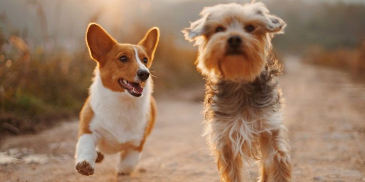 how-responsible-are-dog-owners-in-south-dakota,-iowa,-minnesota?-–-espn-sioux-falls