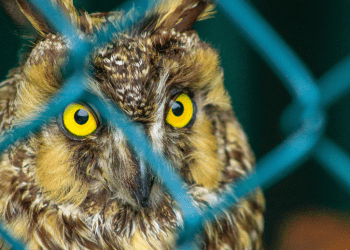 facebook-shuts-indonesia-groups-after-mongabay-and-bellingcat-report-illegal-wildlife-trade