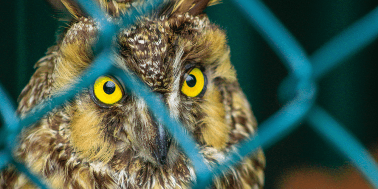 facebook-shuts-indonesia-groups-after-mongabay-and-bellingcat-report-illegal-wildlife-trade