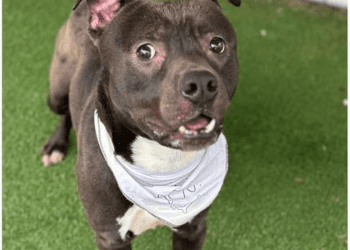 “my-name-is-canyon.-are-you-here-to-adopt-me?”-–-cobb-courier