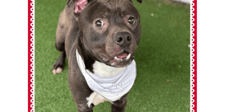 “my-name-is-canyon.-are-you-here-to-adopt-me?”-–-cobb-courier