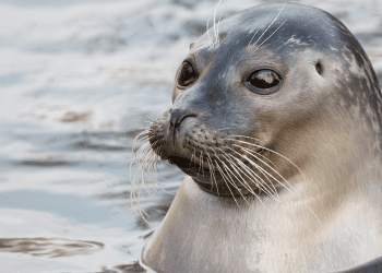 why-seals-twitch-their-whiskers