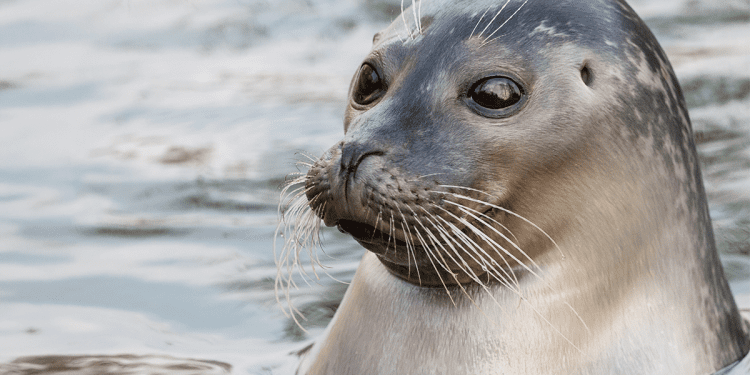 why-seals-twitch-their-whiskers