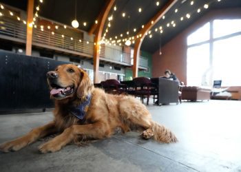 utah-dog-influencer-scout-of-dogfriendlyslc-dies-–-the-salt-lake-tribune