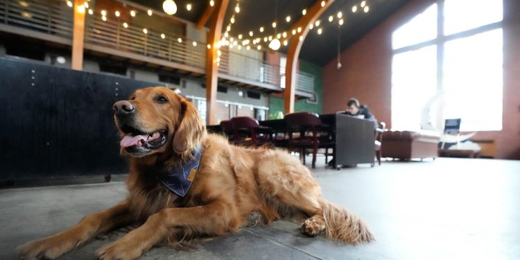 utah-dog-influencer-scout-of-dogfriendlyslc-dies-–-the-salt-lake-tribune