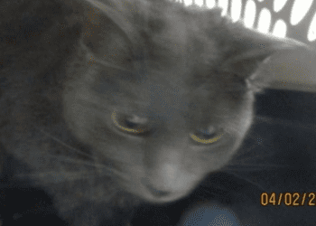 “my-name-is-blue.-are-you-here-to-adopt-me?”-–-cobb-courier