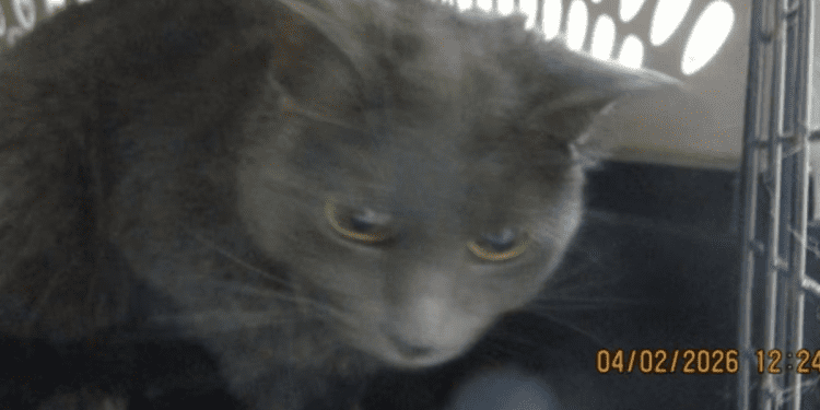 “my-name-is-blue.-are-you-here-to-adopt-me?”-–-cobb-courier