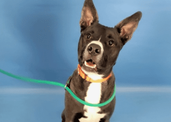 meet-twitch!-the-hsppr-pet-of-the-week-–-krdo