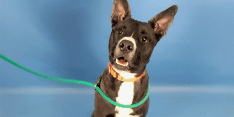 meet-twitch!-the-hsppr-pet-of-the-week-–-krdo