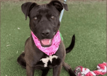 “my-name-is-val.-are-you-here-to-adopt-me?”-–-cobb-courier