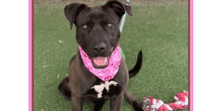 “my-name-is-val.-are-you-here-to-adopt-me?”-–-cobb-courier