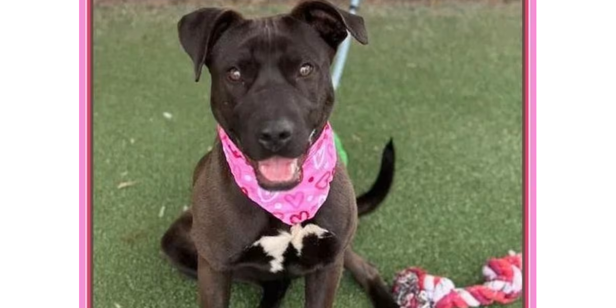 “my-name-is-val.-are-you-here-to-adopt-me?”-–-cobb-courier