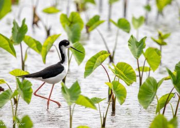 study-debunks-myth-of-native-hawaiians-brutishly-causing-bird-extinctions