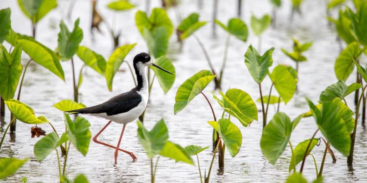 study-debunks-myth-of-native-hawaiians-brutishly-causing-bird-extinctions