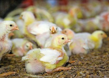 brazil’s-animal-feed-production-set-to-grow-33%-in-2026-–-allaboutfeed.net