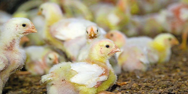 brazil’s-animal-feed-production-set-to-grow-33%-in-2026-–-allaboutfeed.net