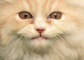 the-best-youtube-channels-for-your-cat-(and-why-cats-like-them)-–-popular-science