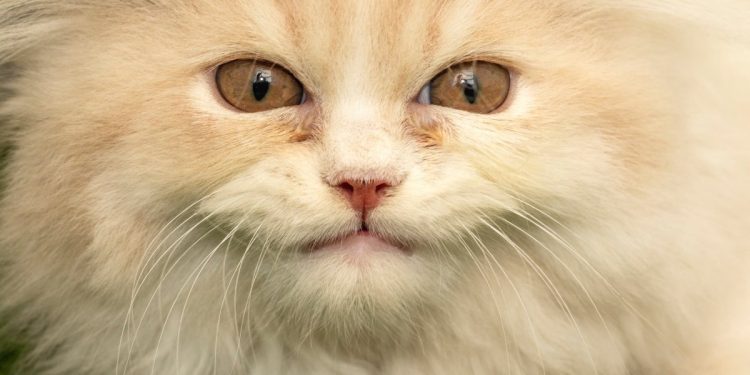 the-best-youtube-channels-for-your-cat-(and-why-cats-like-them)-–-popular-science