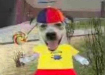 where-did-the-‘propeller-hat-dog-holding-a-lollipop’-meme-come-from-…-–-yahoo-news-singapore