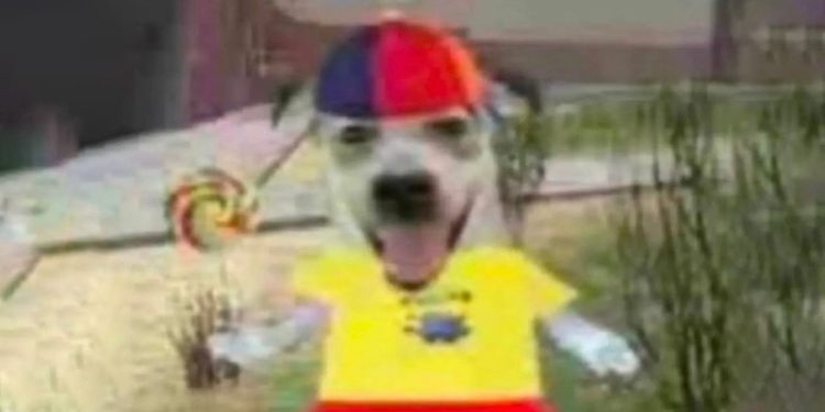 where-did-the-‘propeller-hat-dog-holding-a-lollipop’-meme-come-from-…-–-yahoo-news-singapore